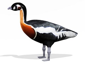 3d model red breasted goose