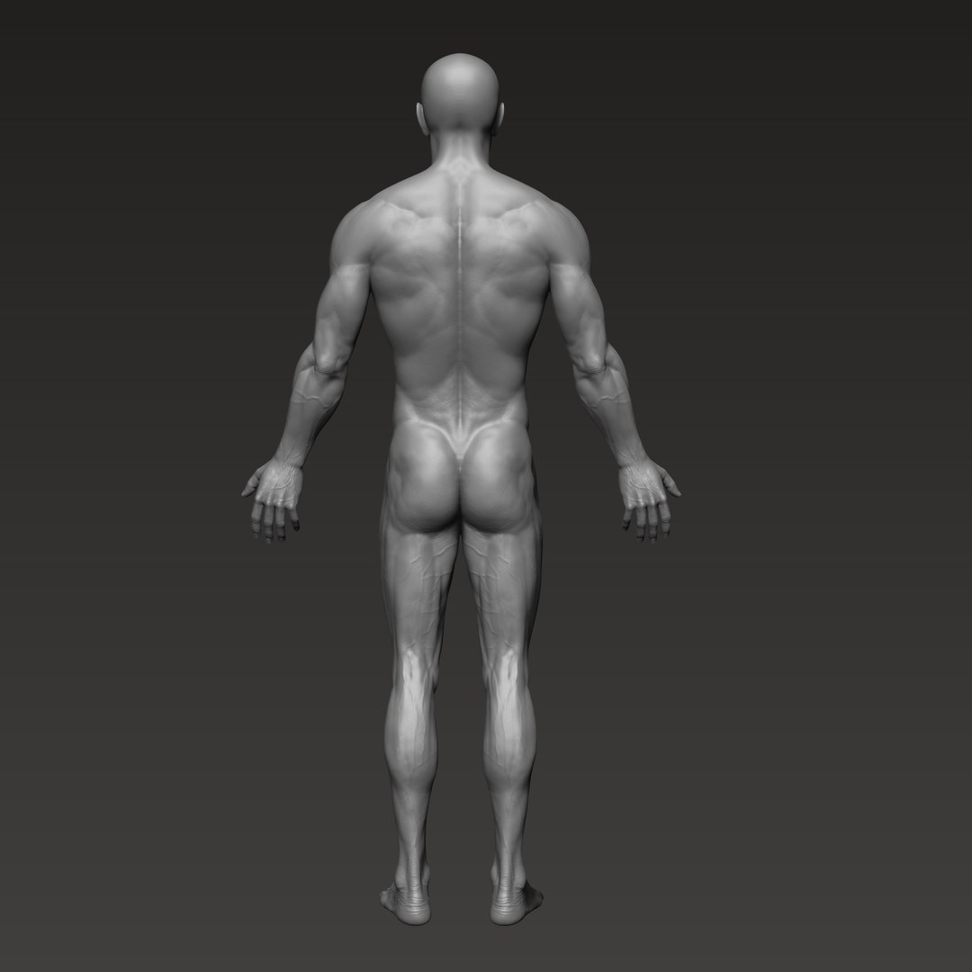 3D anatomically correct male https://p.turbosquid.com/ts-thumb/V6/wTafk0/4M4iqOxL/5/png/1597709566/1920x1080/fit_q87/1fa07e89444a05c148d34c8b3276c06403ce9b7a/5.jpg
