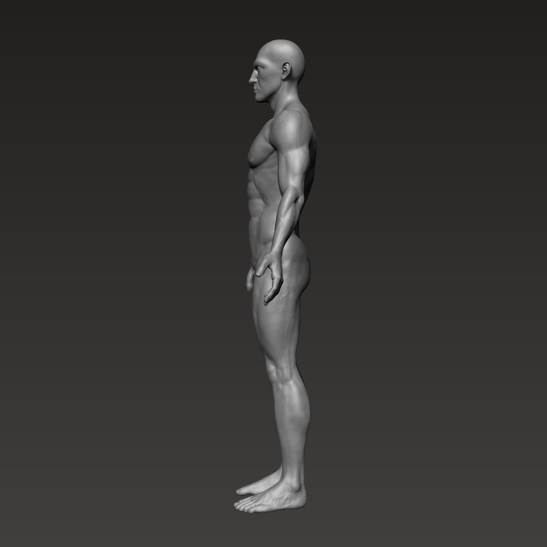 3D anatomically correct male https://p.turbosquid.com/ts-thumb/V6/wTafk0/AVLfsWMY/6/png/1597709585/1920x1080/fit_q87/9fb24981934998765f07e44d3f5d3e0c689e9abd/6.jpg