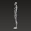 Анатомически правильное мускулистое мужское тело Low и High Poly Low-poly 3D модель