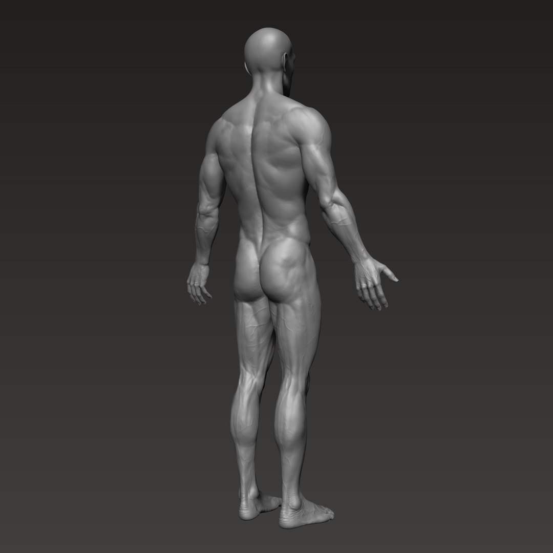 3D anatomically correct male https://p.turbosquid.com/ts-thumb/V6/wTafk0/BLEoGmwe/4/png/1597709543/1920x1080/fit_q87/fc7d2f8165a6437936a98044873722893bab1234/4.jpg