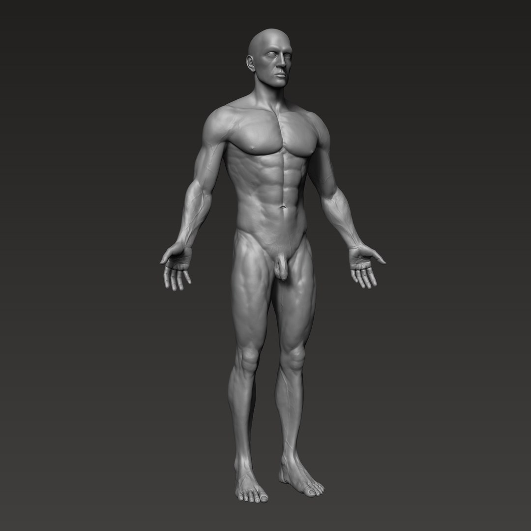 3D anatomically correct male https://p.turbosquid.com/ts-thumb/V6/wTafk0/MZVUoAuC/2/png/1597709475/1920x1080/fit_q87/b377d16e05efde6cdf40c1fdaf9d183ab6a4ebad/2.jpg