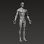 Анатомически правильное мускулистое мужское тело Low и High Poly Low-poly 3D модель