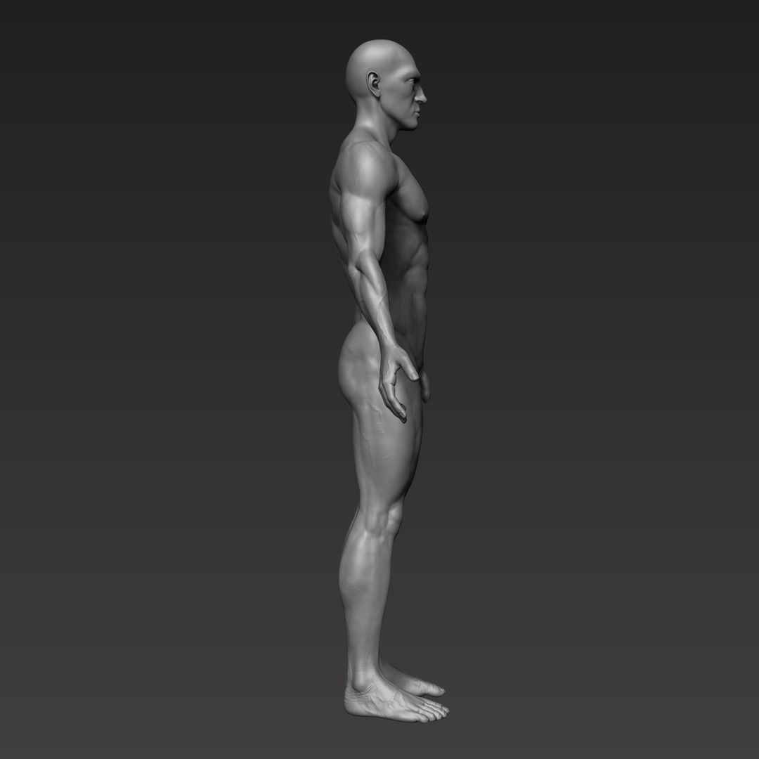 3d Anatomically Correct Male Turbosquid 1607747