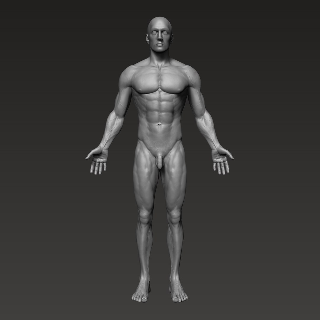 3D anatomically correct male https://p.turbosquid.com/ts-thumb/V6/wTafk0/TjGbCReA/1/png/1597708392/1920x1080/fit_q87/026e7feefd03162f86ef415136b41c4ff85d053d/1.jpg