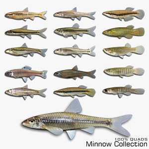 3D Minnow Collection model