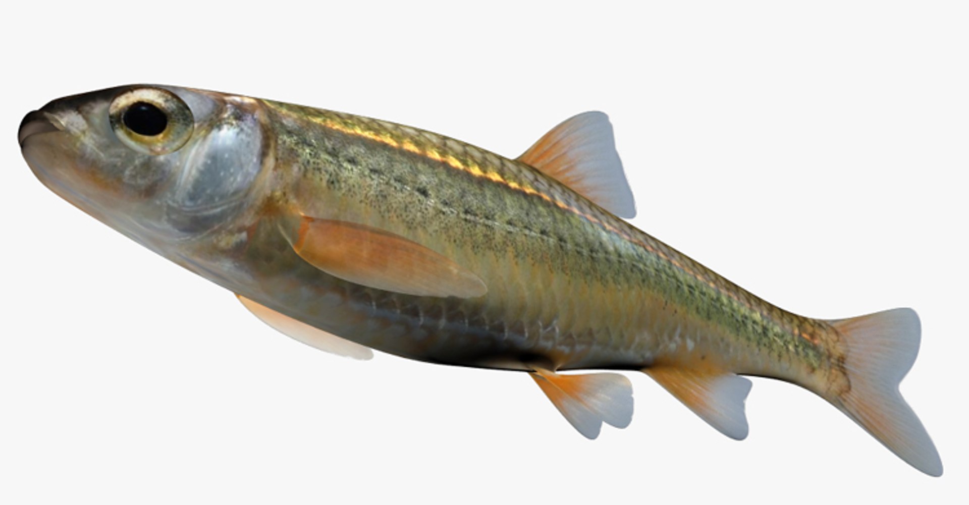 3D Minnow Collection Model - TurboSquid 1815342