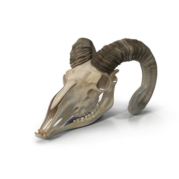 ヤギの頭蓋骨3Dモデル - TurboSquid 788157