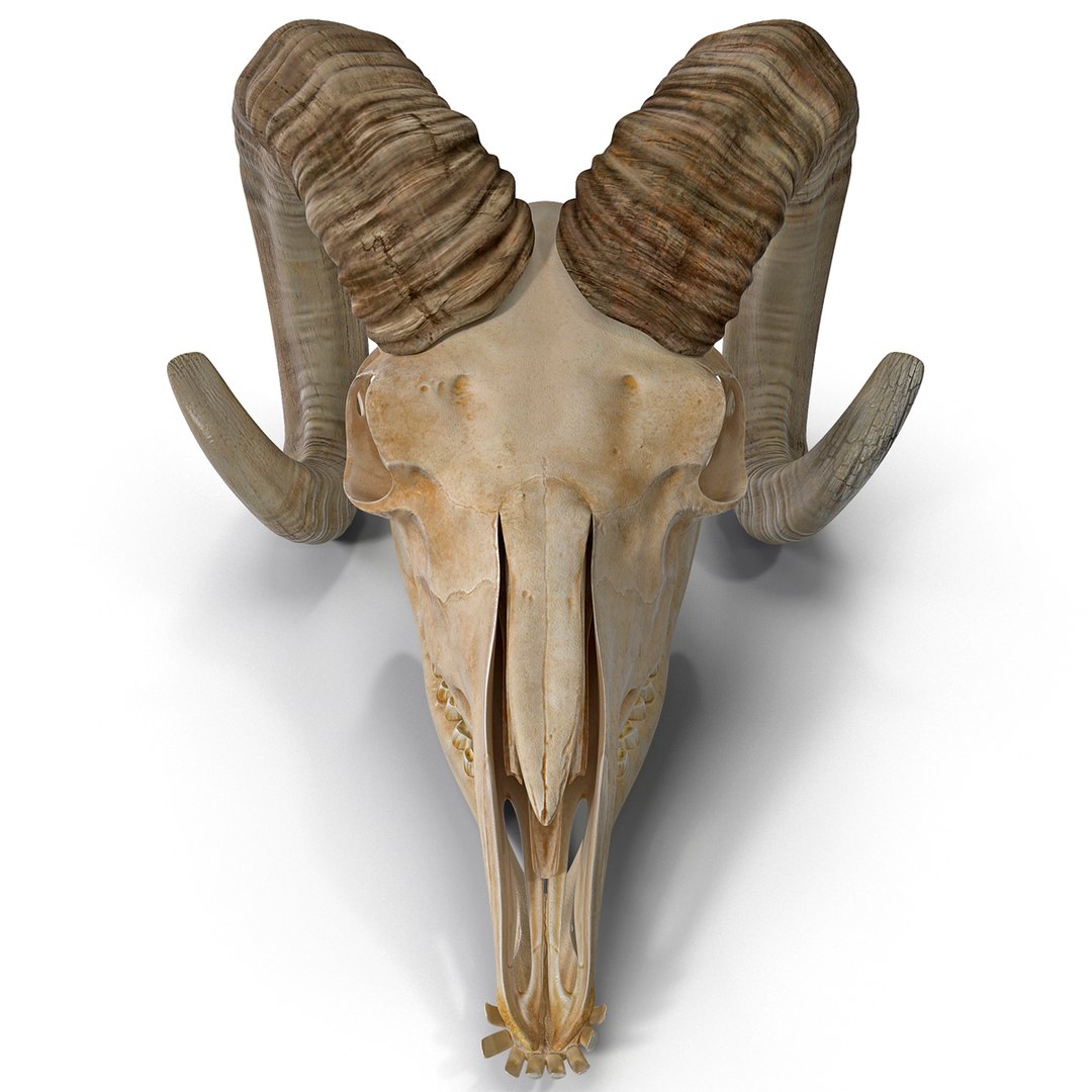 ヤギの頭蓋骨3Dモデル - TurboSquid 788157