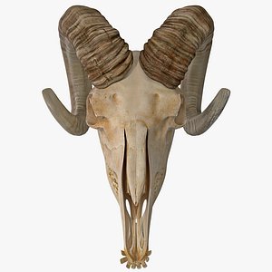goat skull 3d model
