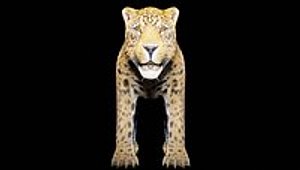 animals for game or animations