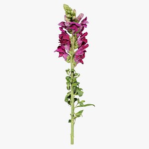 Great Garden Snapdragon Dragon Plant Antirrhinum Majus Remastered 3D model