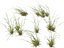 HighpolyLow Poly Microlaena stipoides - Weeping meadow grass model
