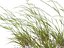 HighpolyLow Poly Microlaena stipoides - Weeping meadow grass model