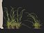 HighpolyLow Poly Microlaena stipoides - Weeping meadow grass model