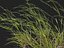 HighpolyLow Poly Microlaena stipoides - Weeping meadow grass model