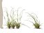 HighpolyLow Poly Microlaena stipoides - Weeping meadow grass model