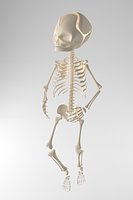 childs skeleton