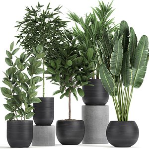 plants interior black houseplants 3D