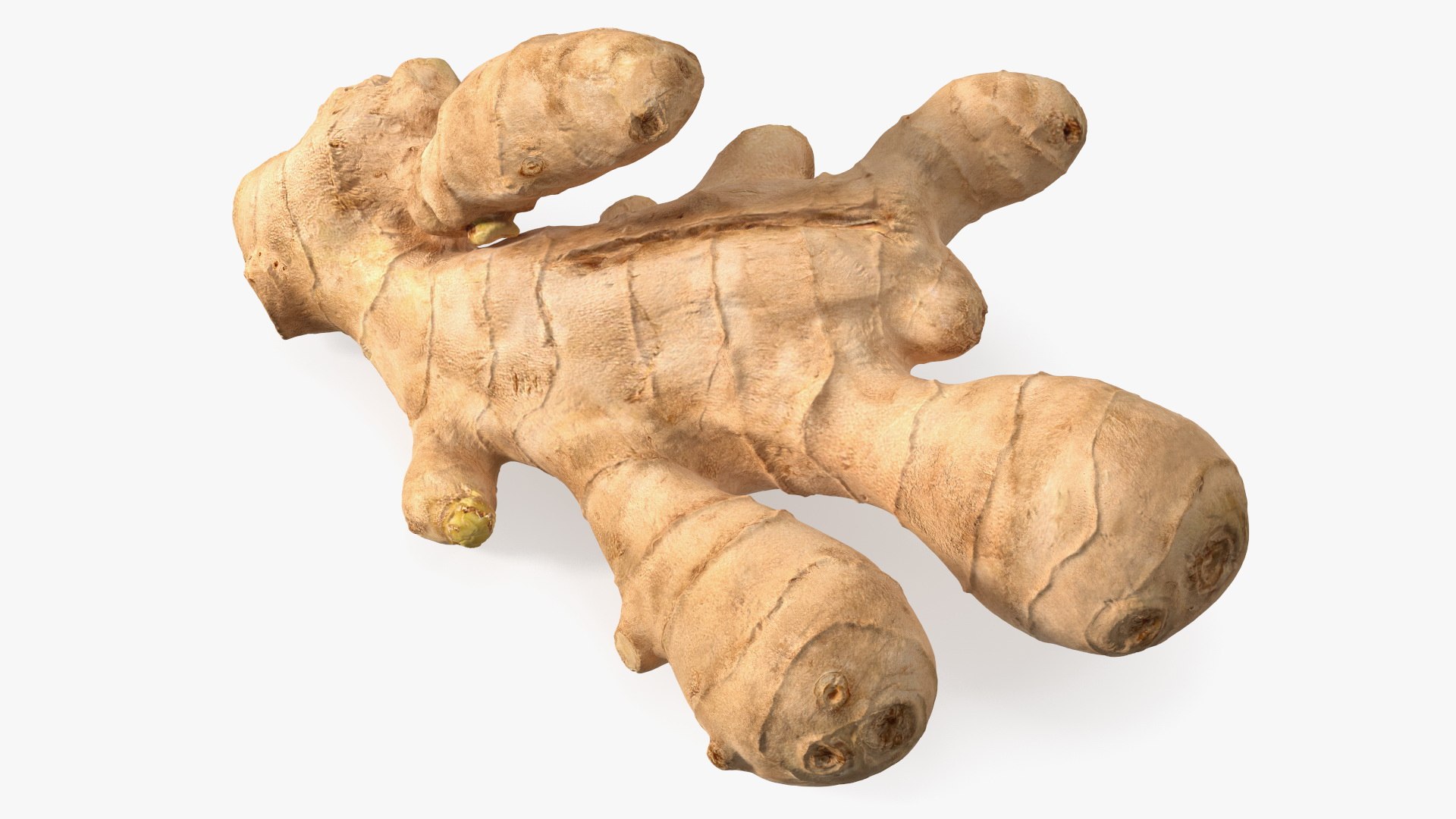3D Root Vegetables Collection 4 model https://p.turbosquid.com/ts-thumb/V7/qFH8xt/07/roots_collection_4_034/jpg/1738181158/1920x1080/fit_q87/e758595b2246b71ac2458696aecb66e58f3aa8e4/roots_collection_4_034.jpg