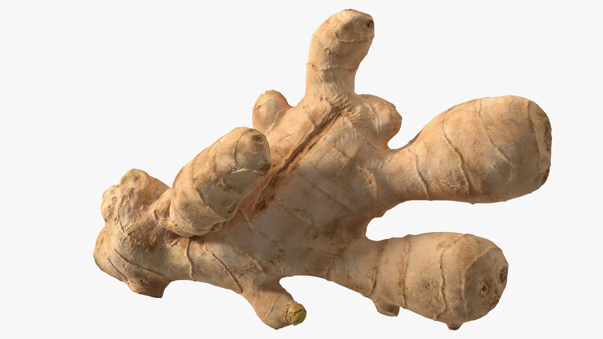 3D Root Vegetables Collection 4 model https://p.turbosquid.com/ts-thumb/V7/qFH8xt/WH/roots_collection_4_038/jpg/1738181171/1920x1080/fit_q87/cea043c9a937bbc17755dc52461b0fd7dc83920a/roots_collection_4_038.jpg