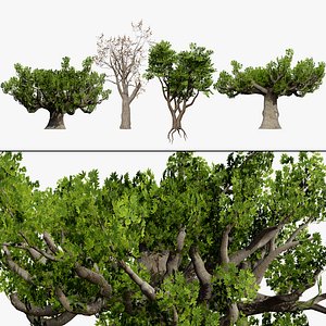 Sterculia Africana 3D Trees