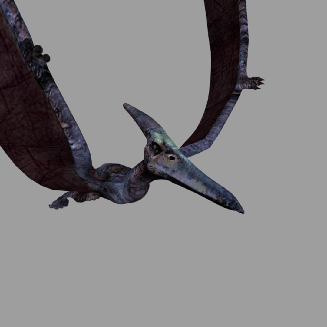 Pterodactyl Pterodactylus 3d X