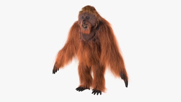 3D model Male Orangutan T-pose Fur