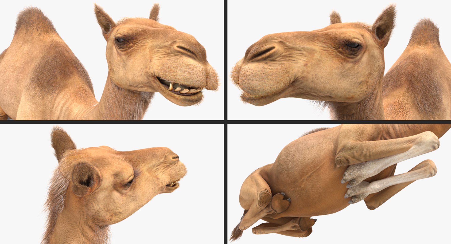 camel sitting pose fur 3d model https://p.turbosquid.com/ts-thumb/V8/8eqO0u/GMDbvcbn/camelsittingposewithfurmb3dmodel008/jpg/1487150681/1920x1080/fit_q87/aff5e7fab9749ed46b2d63758d99b05ce0998b61/camelsittingposewithfurmb3dmodel008.jpg