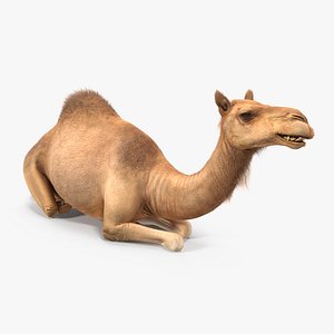 camel sitting pose fur 3d model