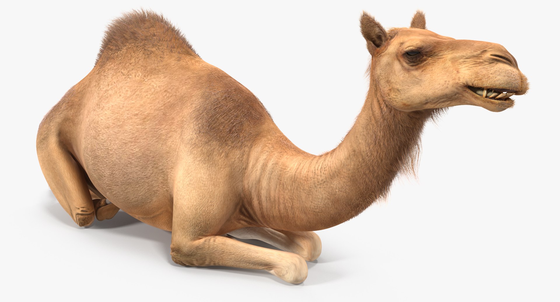 Camel Sitting Pose with Fur 3D Model 3D model preview