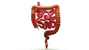 small and large intestine