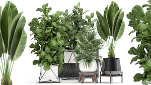 Houseplants in a flowerpot for the interior 935
