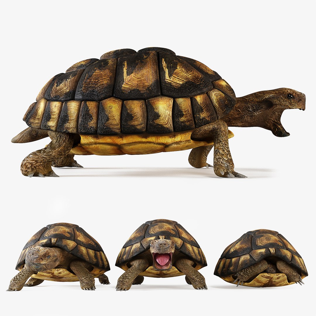 3D Turtles model - TurboSquid 2061602