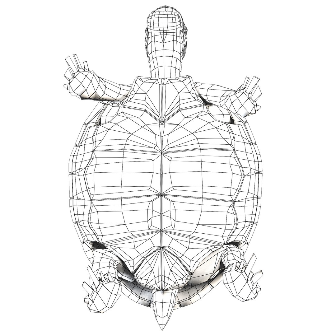 3D Turtles model - TurboSquid 2061602
