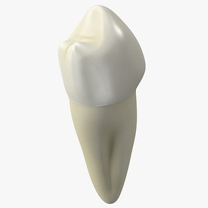 Canine Tooth Human