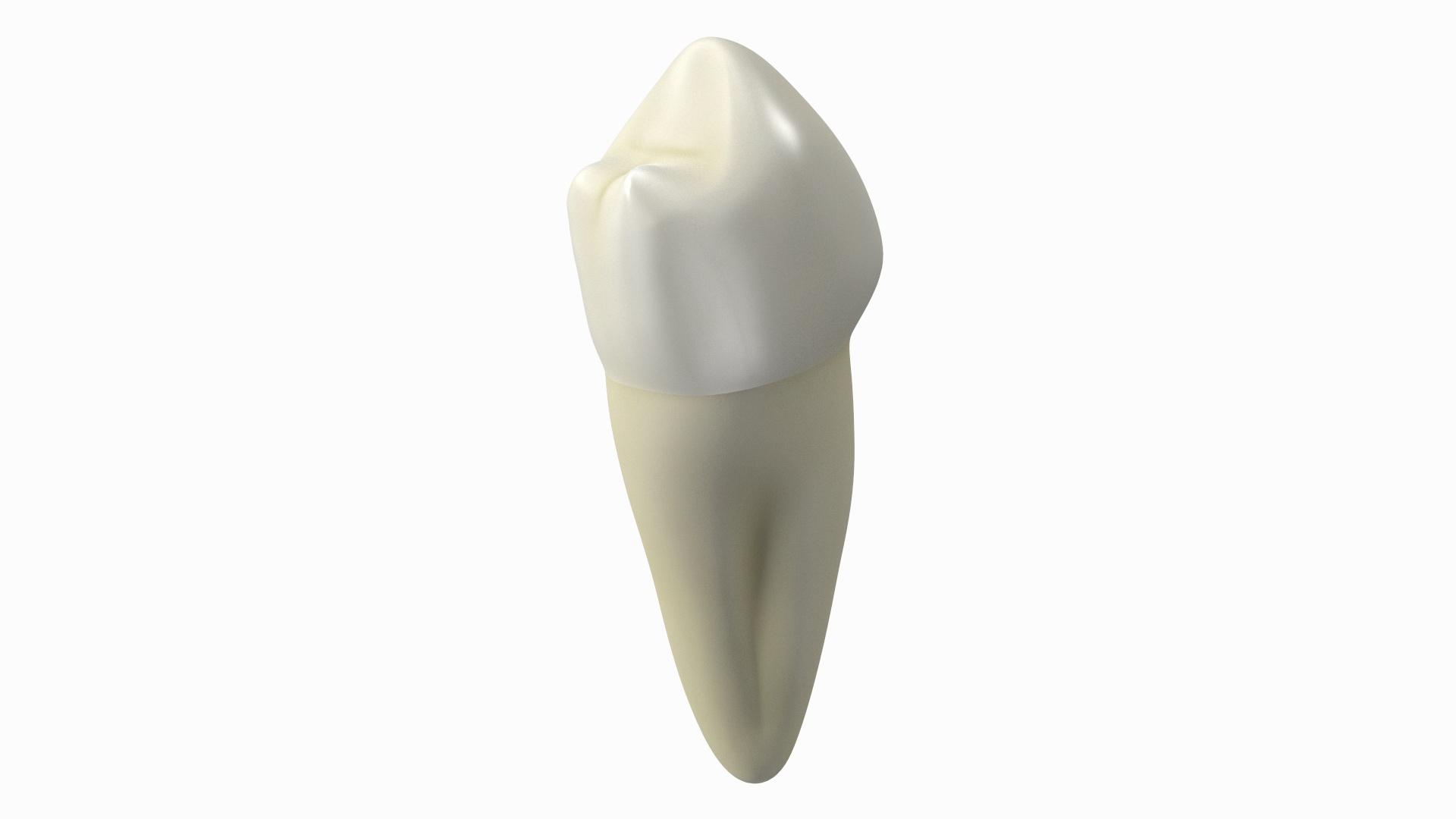 Canine Tooth Human