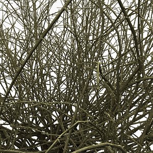 Old Dead Dry Autumn Thorny Prickle Bush