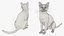 3D Ragdoll Cat Sitting Pose Fur for Cinema 4D