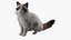 3D Ragdoll Cat Sitting Pose Fur for Cinema 4D