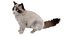 3D Ragdoll Cat Sitting Pose Fur for Cinema 4D