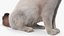 3D Ragdoll Cat Sitting Pose Fur for Cinema 4D