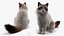3D Ragdoll Cat Sitting Pose Fur for Cinema 4D