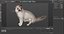 3D Ragdoll Cat Sitting Pose Fur for Cinema 4D