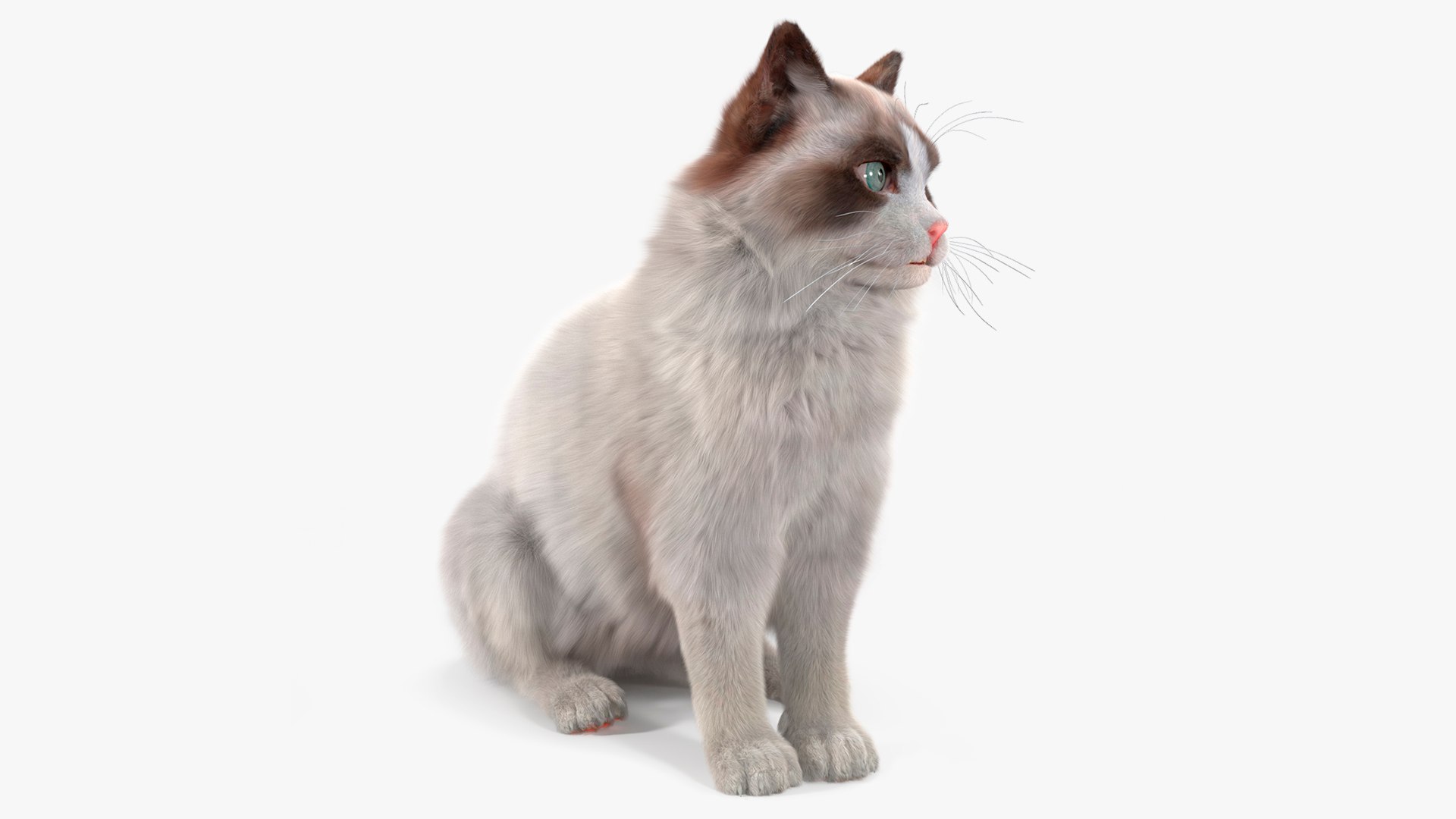 3D Ragdoll Cat Sitting Pose Fur for Cinema 4D https://p.turbosquid.com/ts-thumb/V8/wnE4mN/v7/ragdoll_cat_sitting_pose_fur_001/jpg/1760242068/1920x1080/fit_q87/d3a008e3546900c961124334e79ae1972b711cdb/ragdoll_cat_sitting_pose_fur_001.jpg
