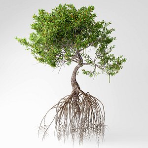 mangrove tree model