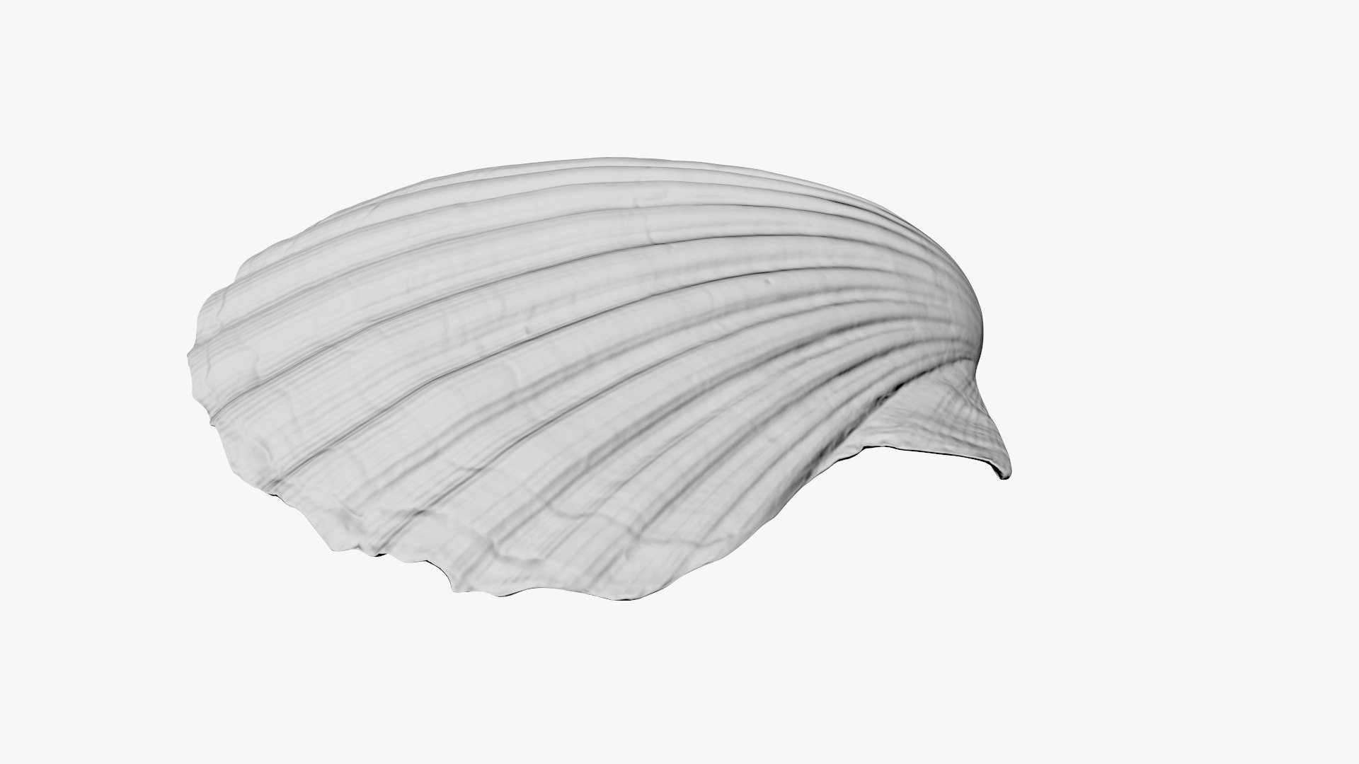 3D sea shell model - TurboSquid 1495817
