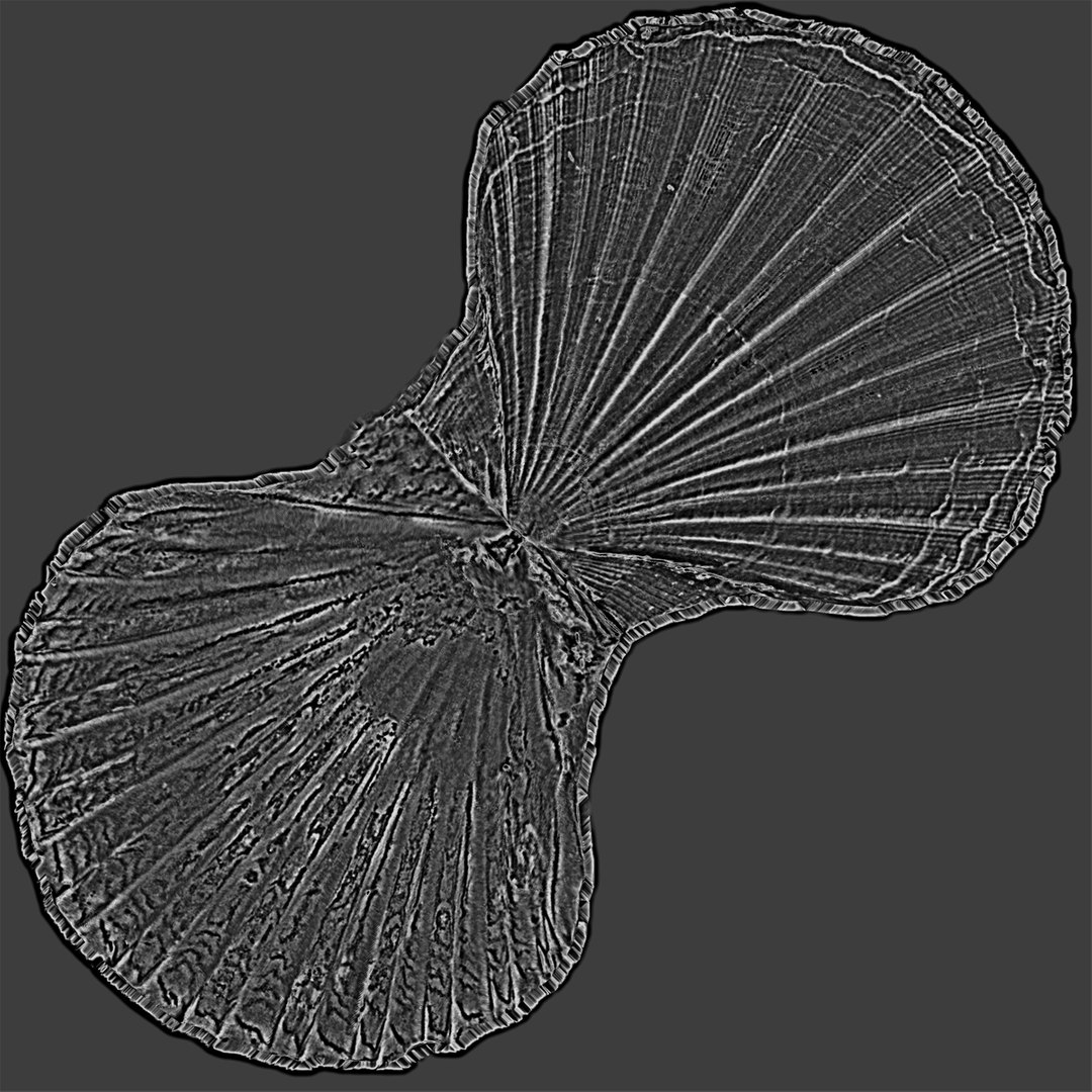 3D sea shell model - TurboSquid 1495817