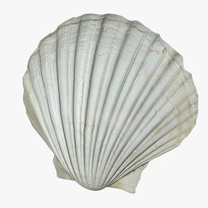 3D sea shell model