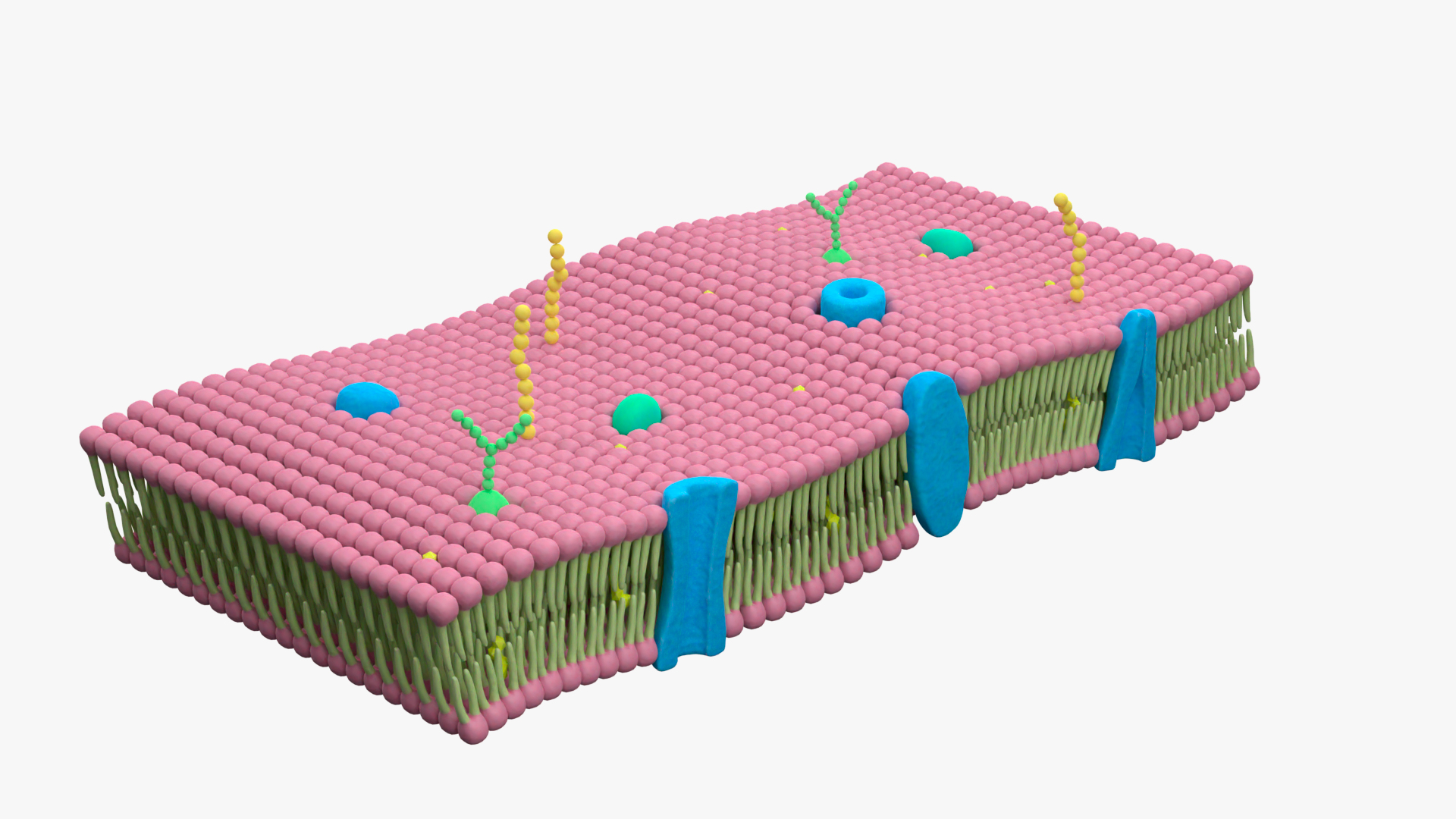 3D Cell Membrane Lipid Bilayer - TurboSquid 1880540